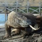 komodo tour package 3 days 2 nights