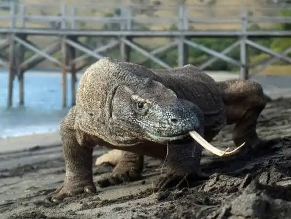 komodo tour package 3 days 2 nights