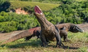 rinca island komodo tour