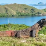 rinca island komodo tour