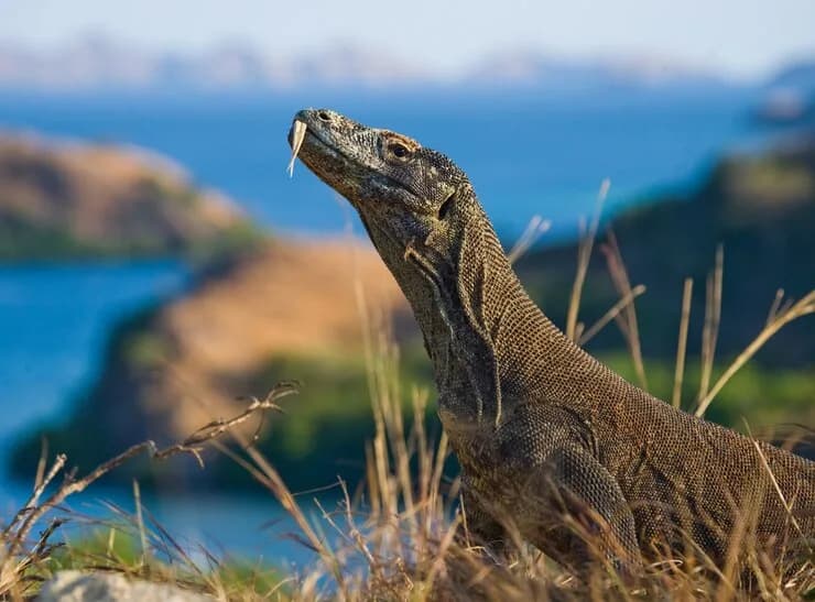 Komodo-National-Park-Tours